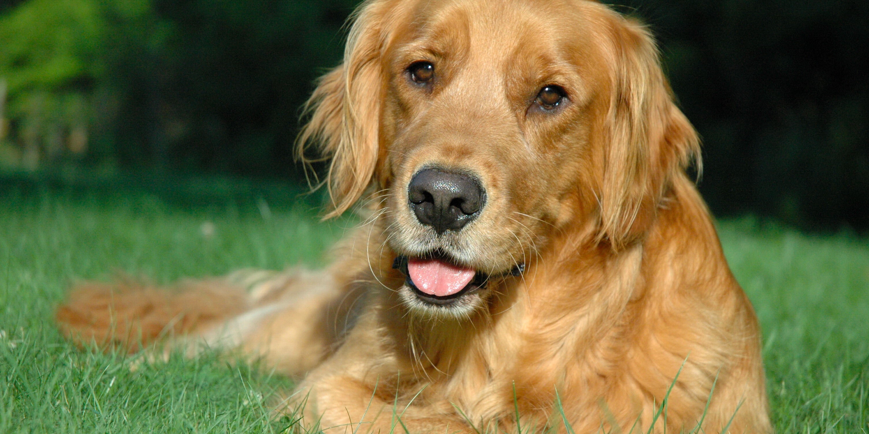 a golden retriever, lying in green grass, smiles at the camera.  Subject is an AKC registered dog.