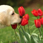 dogtulips